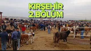 KIRŞEHİR HAYVAN PAZARI BÜYÜKBAŞ VE KÜÇÜKBAŞ GÜNCEL FİYATLAR 16 EKİM