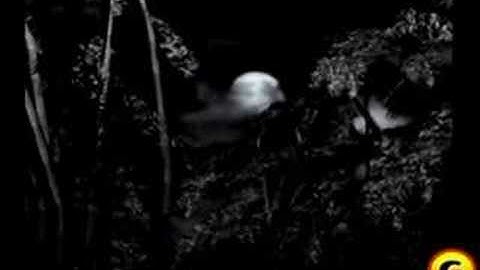 Fatal Frame - "Voices"