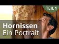 Hornissen - ein Portrait Teil 1