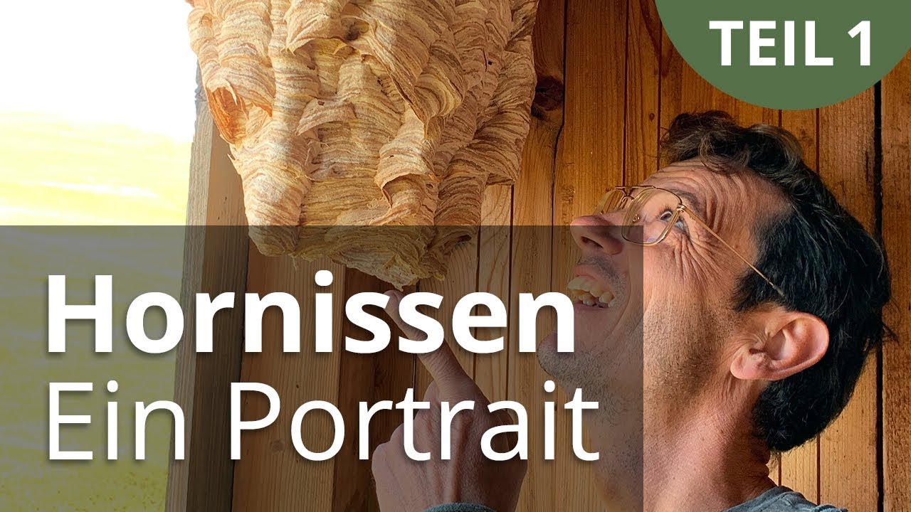 Hornissen - ein Portrait Teil 1