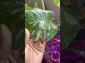 Diagnose Your Plant Problems Easy With This Plant Care Guide! #plantcare #planttips #yellowleaves