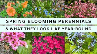 6 Long Blooming and Easy Care Spring Perennials