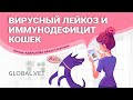 Вирусный лейкоз и иммунодефицит кошек (ветеринарный семинар)