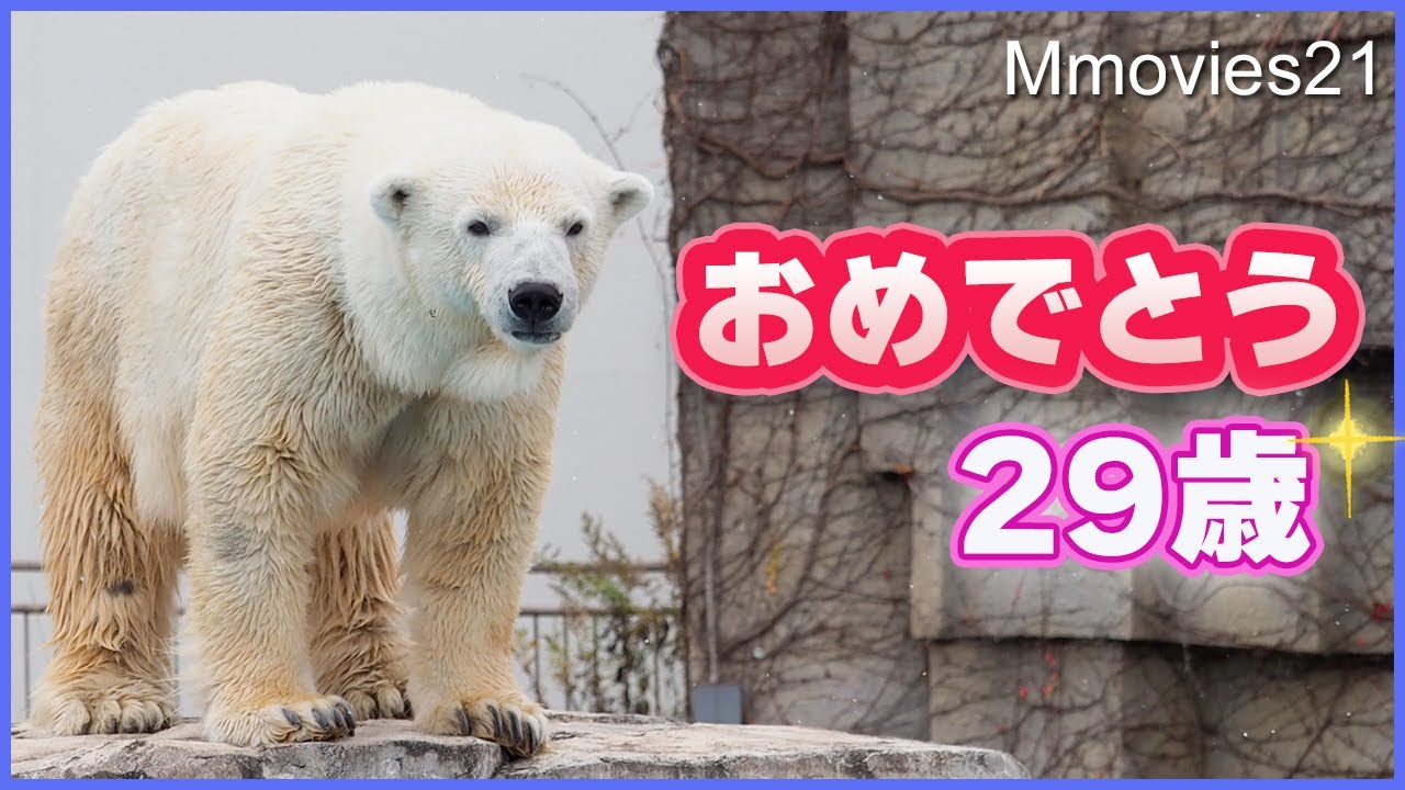 祝29歳】おめでとうララ！2023年ふりかえり〜円山動物園ホッキョクグマ 