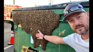 Dumpster Diving bees needed to go before we got to this chimney removal