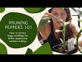 Pruning Peppers 101