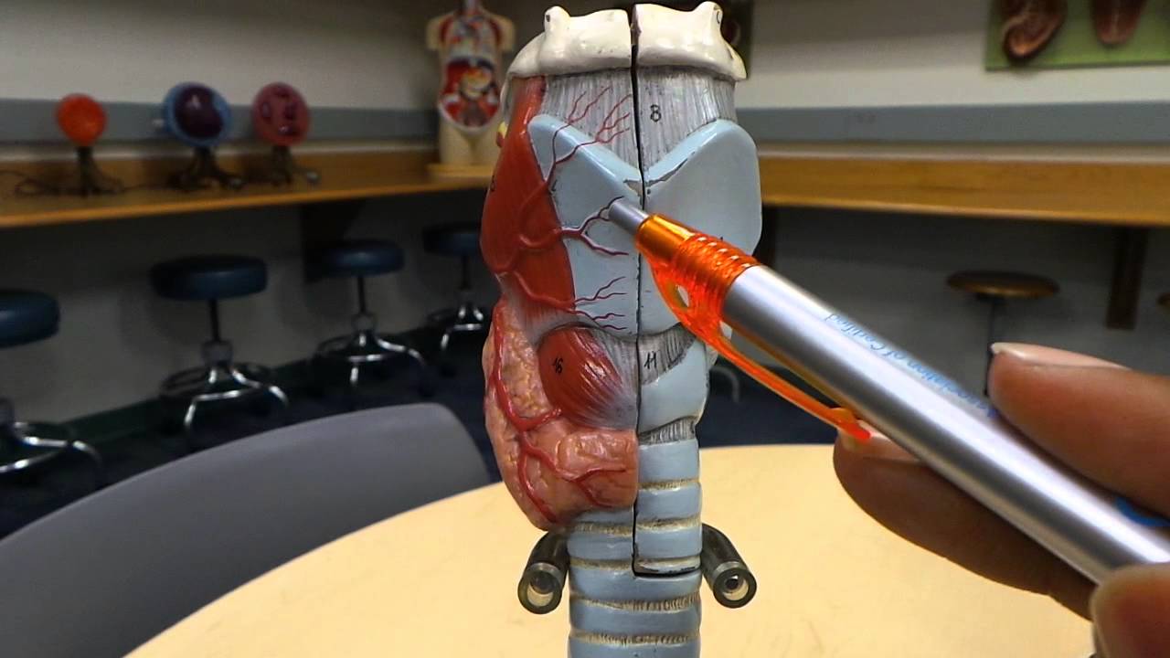 Anatomy & Physiology: Respiratory System HD Walkthrough (Trachea, Lungs