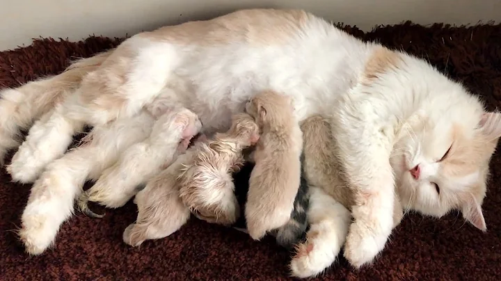Cat Giving Birth: Cat Gives Birth To 6  Kittens - Part 2