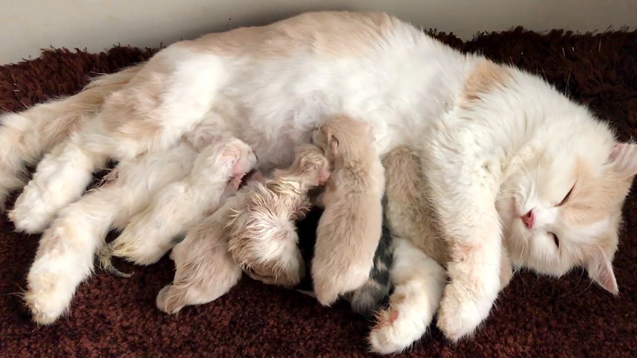 Cat Giving Birth Cat Gives Birth To 6 Kittens Part 2 Youtube
