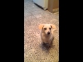 Lulu the dog dances for her breakfast