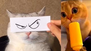 Funniest cats videos 🤣 | Funny video's compilation 😂 | Animaly 199 by Animaly 7 views 7 months ago 5 minutes, 13 seconds
