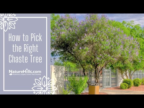 Choosing the Right Chaste Tree | NatureHills.com