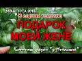 О сортах томатов Подарок Моей Жене.  (ПМЖ)