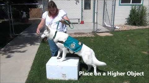 Thumbnail of Place Command Video - Full Circle Veterinary Care