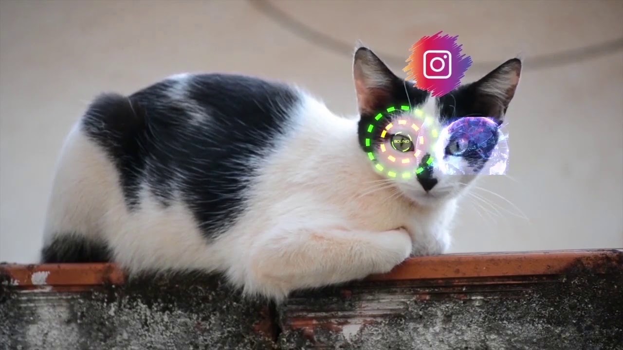 MOTION DESIGNING x AFTER EFFECTS [ A Cat VFX ] - YouTube