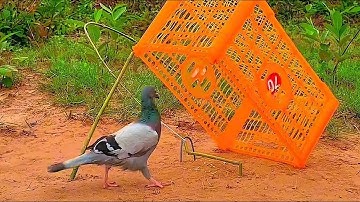 DIY Pigeon Trap Using Cardboard Box | Easy Underground Pigeon Trap | How To Make Bird Trap