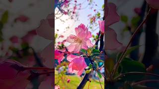 Beautiful Roses 🌹 #Amazingview #Flowers