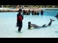 Atlantis Dolphin Swim