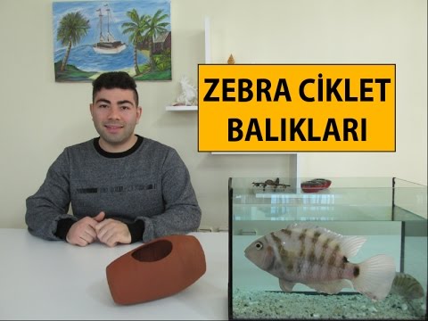 Video: Bir Erkek Zebra Balığından Bir Dişi Nasıl Anlaşılır