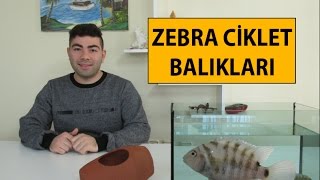 Zebra Ciklet Balığı