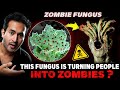 Alert this zombie fungus is taking over the world  why are scientists worried