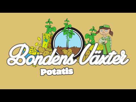 Video: Varför Potatis är Användbart
