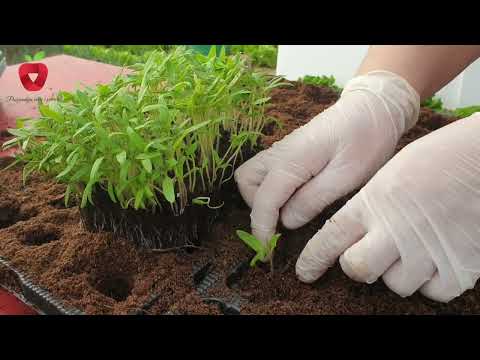 How to properly pick seedlings