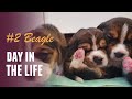Смешные щенки Бигля #2 | Funny Beagle Puppies