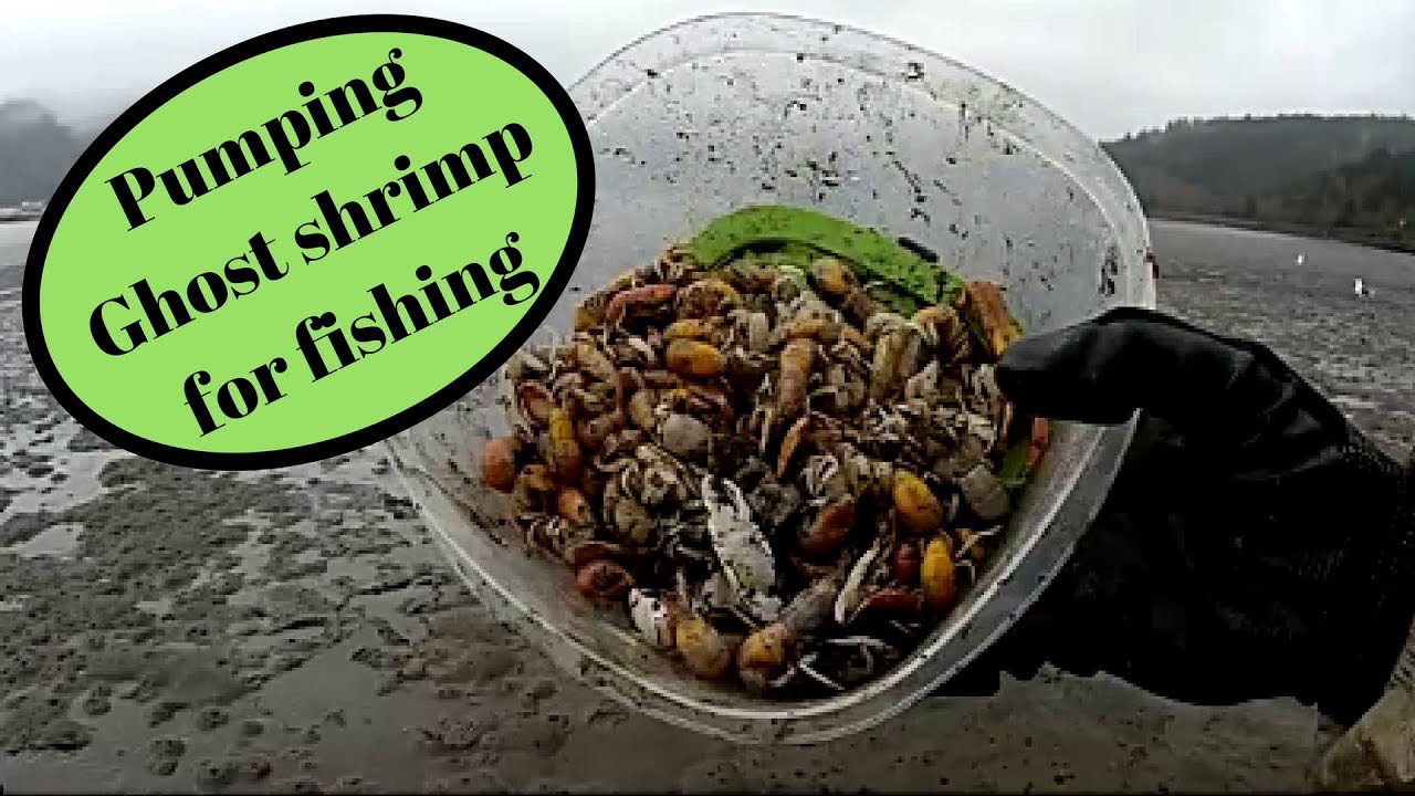 How to pump sand shrimp/ghost shrimp. Fishing Tillamook Bay YouTube