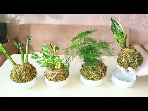 Video: Paano Gumawa ng Japanese Moss Ball - Ang Sining Ng Kokedama