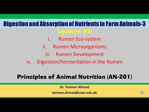 Lecture#5 Digestion and Absorption in Animals-Rumen Microorganisms, Development and Fermentation