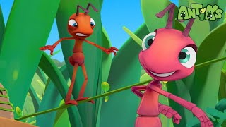 Walking on a tightrope | Funny Cartoons For All The Family! | Funny Videos for kids | ANTIKS 🐜🌿