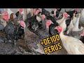 Perus em Abundância😁🦃| Recanto do Manfé