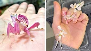 Orchid Mantis 🌸 Do NOT Touch This Flower!
Orchid Mantis - Do NOT Touch This Flower!
Which animal would you like to see next? Send your request here 👇🏼
https://beacons.ai/1minuteanimals
Welcome to 1 Minute Animals! Join us as we discover the most fascinating facts about the Animal Kingdom. Subscribe for an exciting and educational journey into the wild!
A living flower, or a predator in disguise? Witness the orchid mantis, a creature of breathtaking beauty and deadly precision. Its form mimics the delicate petals of an orchid, a masterclass in camouflage. Discover the secrets of this extraordinary insect, where elegance and ferocity intertwine.
🔹 *// VIDEOS TO WATCH NEXT*
• Trapdoor Spider: https://youtu.be/kAFxI8milPQ
• Brazilian Treehopper: https://youtu.be/NH7lfJze7S0
• Red Panda: https://youtu.be/FUf-3kBY9hM
🔹 *// PLAYLISTS*
• TOP 10 ANIMAL VIDEOS: https://youtube.com/playlist?list=PL9-9IK4HndkcDExA-NL5d45C4URkPnaIw
• ANIMALS IN 1 MINUTE: https://youtube.com/playlist?list=PL9-9IK4HndkcGIDpxVwQa5VSDtzYSu-m6
• ANIMAL SHORTS: https://youtube.co
⚠️ *STOP YOUR DOGS BAD BEHAVIOR!*
Check Out Our Favorite Online Course To Train Your Dog: https://www.braintraining4dogs.com/get-btfd/?hop=serchh
🔹 *// FOLLOW*
• TIKTOK: https://www.tiktok.com/@1minuteanimals
• INSTAGRAM: https://www.instagram.com/1minuteanimals
• FACEBOOK: https://www.facebook.com/1minuteanimals
🔎 *// COMMUNITY*
#OrchidMantis #Mantis #PrayingMantis #Insect #FlowerMantis #Mimicry #Camouflage #Predator #Insectivore #Unique #Beautiful #Exotic #Tropical #Rainforest #Biodiversity #Nature #Wild #Entomology #Science #Biology #Amazing #Incredible #Fascinating #DidYouKnow #Fact #StrangeButTrue #MacroPhotography #InsectPhotography #WildlifePhotography #CreatureFeature Orchid Mantis 🌸 Do NOT Touch This Flower!
