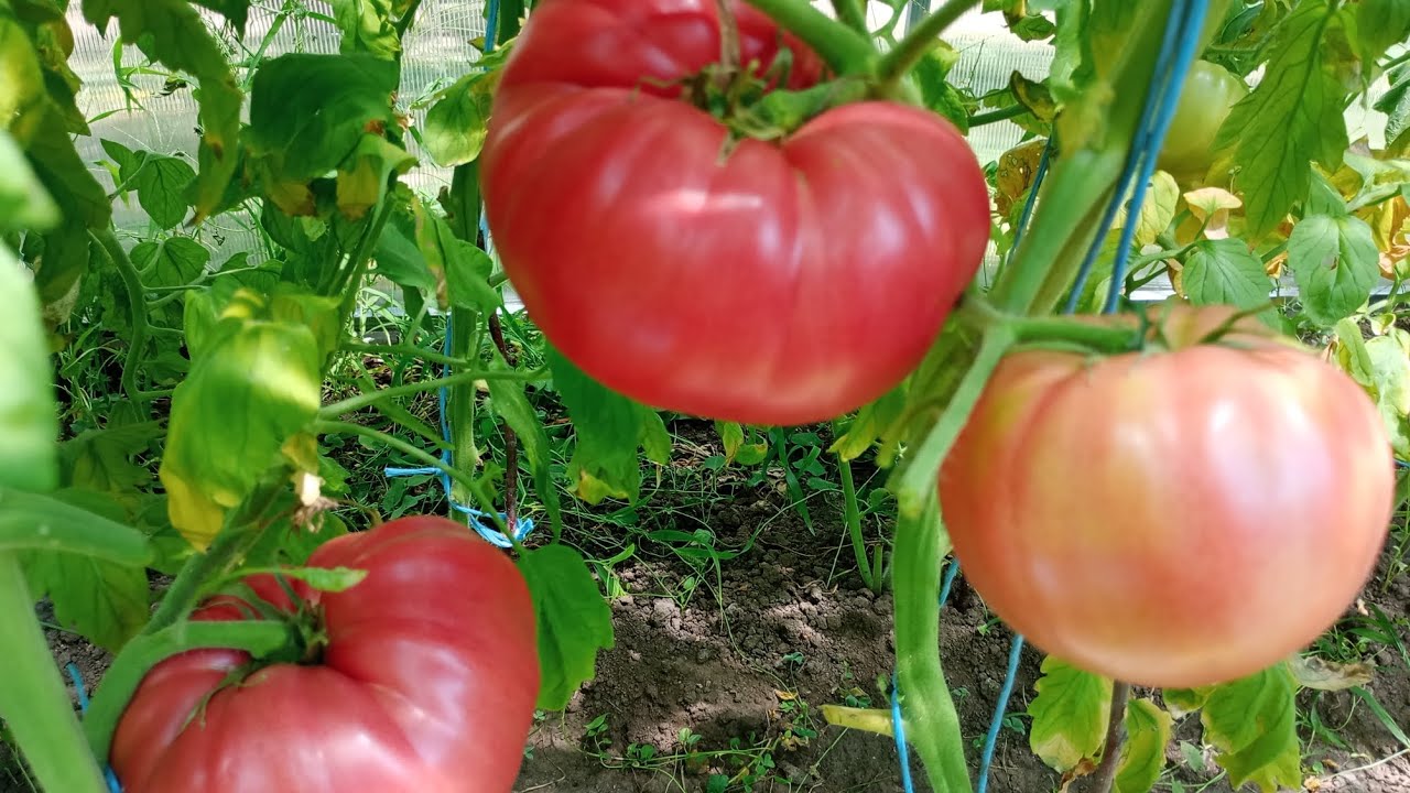 Сея стар сорт розов домат,разсад🍅2025г.