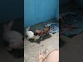 रैबिट विशेष रेस डॉग और रैबिट जीत गया रेस में #facts #dog #motivation #viral # रेस