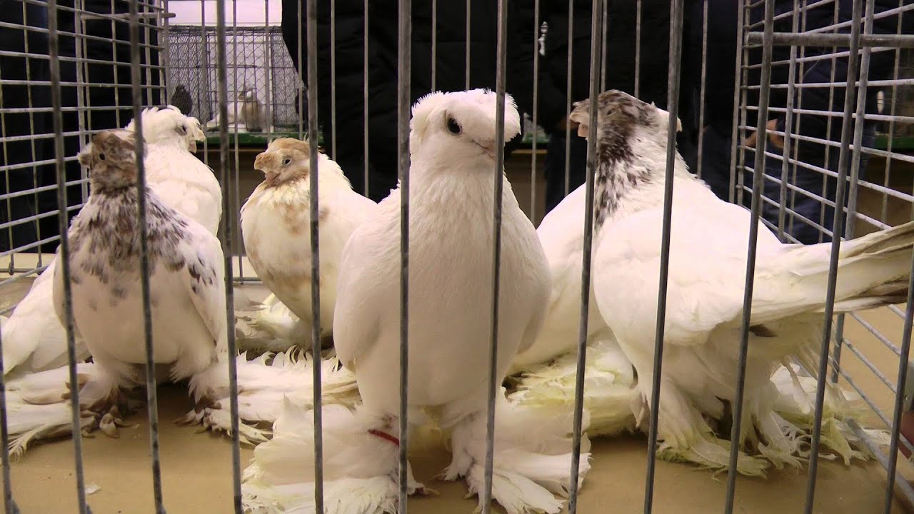 Голубятни германии Голубятни германии