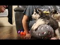 Husky Puppy Argues Over Bath | Husky Puppy Talking | Funny & Cute