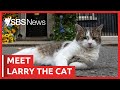 Larry the cat outlasts another uk prime minister  sbs news