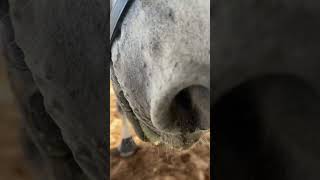 Time to check your horses teeth when their foam is green