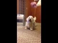 Dandie Dinmont Terrier  Leciel play with chouchou の動画、YouTube動画。