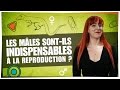 Les mâles sont-ils indispensables à la reproduction ? - Castor Mother #02 - String Theory