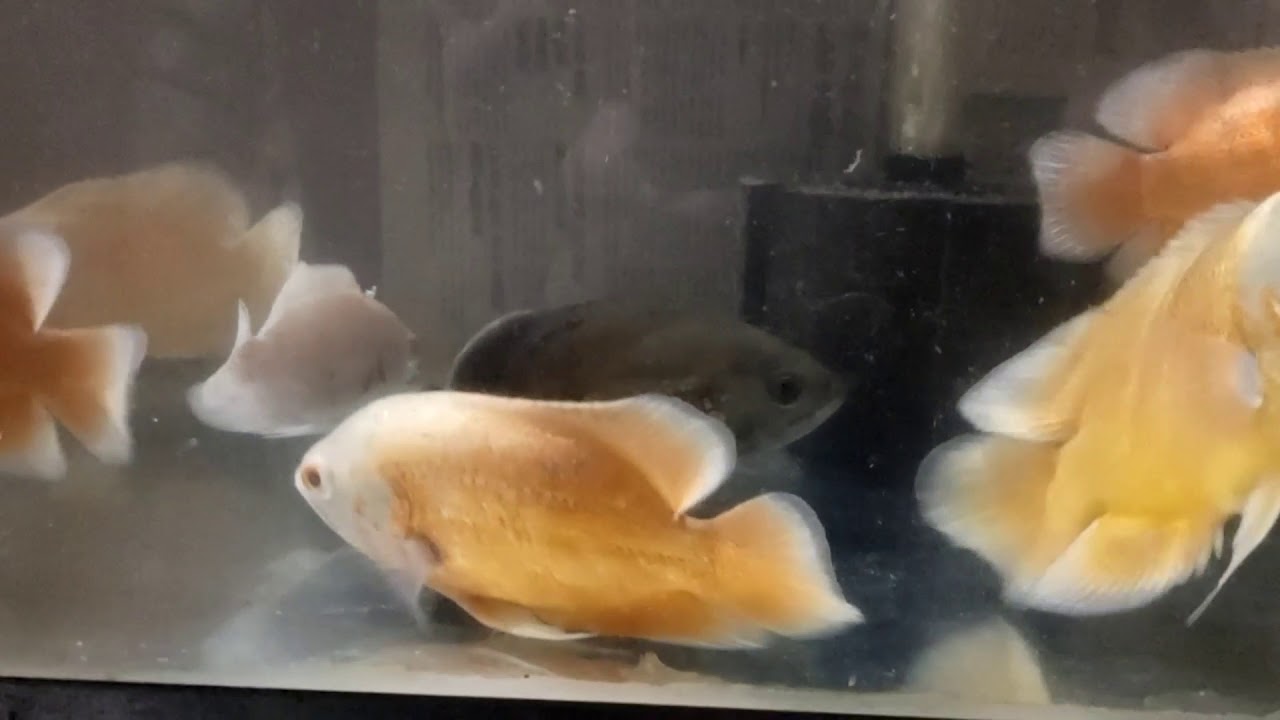 My Oscar fish YouTube