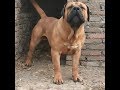 Fantastic  SOUTH AFRICAN BOERBOEL Dogs  In The World