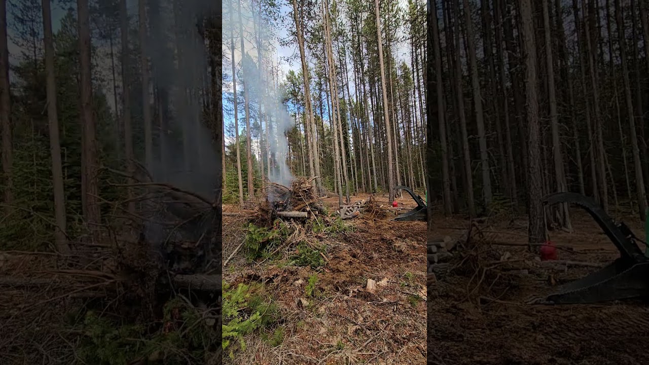 Watch Pushing a large pine tree over with Bobcat Skidsteer. Starting to burn brush and continue clearing. on YouTube Watch Pushing a large pine tree over with Bobcat Skidsteer. Starting to burn brush and continue clearing. on YouTube