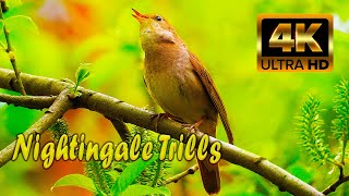 Relaxing Nightingale Trills. Healing Sounds Of Forest For Relaxation, Meditation And Sleep. ASMR.