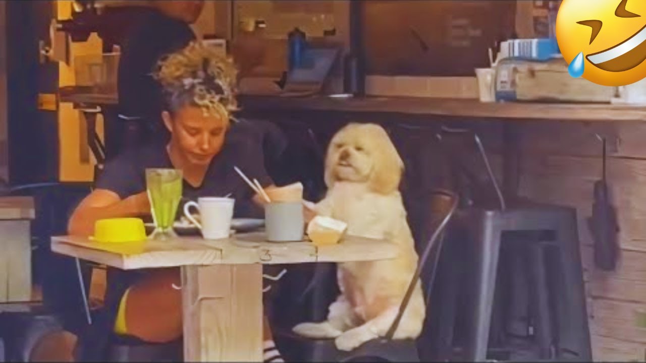 The Best of the Best! The Funniest Animal Videos of 2024 & Start 2025! Funny DOG videos 🐶😂💕 |PART 20