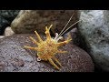 Easy realistic crab fly tying instructions by ruben martin