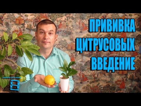 ПРИВИВКА ЦИТРУСОВЫХ (АПЕЛЬСИН, ЛИМОН, МАНДАРИН, КУМКВАТ, ПОМЕЛО). ВВЕДЕНИЕ. ЭКЗОТИКА НА ПОДОКОННИКЕ