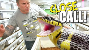 MILD VENOMOUS SNAKE CLOSE CALL SNAKE BITES!!! | BRIAN BARCZYK